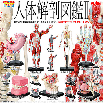 Yujin Children's Encyclopedia mini figure Human Anatomy 2 (set of 13)