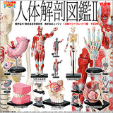 Yujin Children's Encyclopedia mini figure Human Anatomy 2 (set of 13)