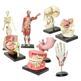 Yujin Children's Encyclopedia mini figure Human Anatomy 2 (set of 13)
