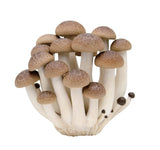 Kitan Club Nature Techni Color MONO Mushroom Soft Strap 2 (set of 8)