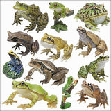 Takara TOMY Yujin The frogs in Color Gashapon figure New Collection (set of 15) - DREAM Playhouse