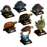 Kitan Club Nature Techni Color Japan Turtle encyclopedia figure (set of 10) - DREAM Playhouse